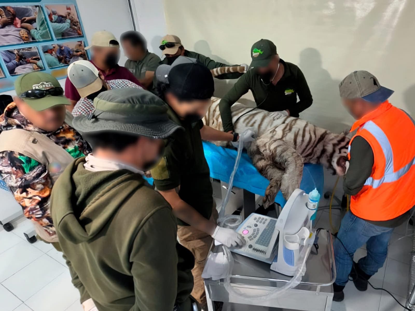 Muere Kenzo, el tigre blanco que escapó de un refugio en Tepetlaoxtoc; Profepa clausura el establecimiento