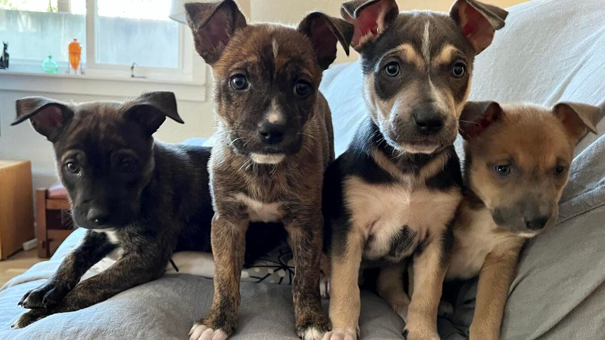Adoptan a Todos los Perros de un Refugio en EU por Primera Vez
